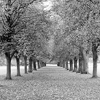Buy canvas prints of Avenue of trees in black and white by Andrew Heaps