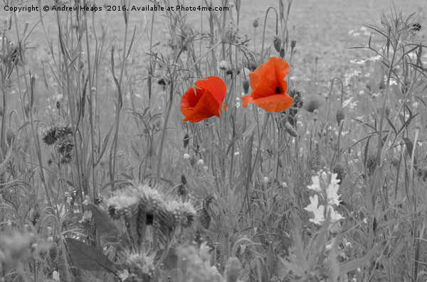 Poppy Flowers Picture Board by Andrew Heaps