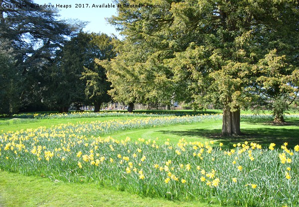 Sweeping Daffodil display Picture Board by Andrew Heaps