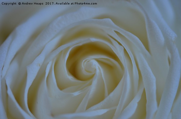 White Rose flower Picture Board by Andrew Heaps