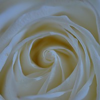 Buy canvas prints of White Rose flower by Andrew Heaps