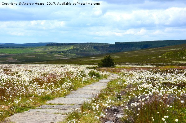Wild cotton on Northumberland hilltop Picture Board by Andrew Heaps
