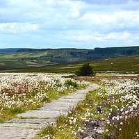 Buy canvas prints of Wild cotton on Northumberland hilltop by Andrew Heaps
