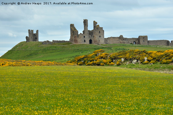 Dunstanburgh Castle Picture Board by Andrew Heaps