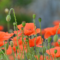 Buy canvas prints of Poppy Flowers by Andrew Heaps