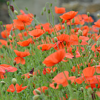 Buy canvas prints of Poppy Flowers by Andrew Heaps