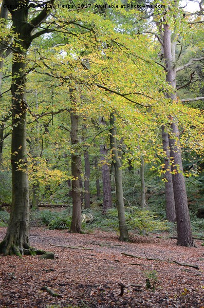 Autumn Colours in Biddulph country park Picture Board by Andrew Heaps