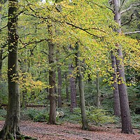 Buy canvas prints of Autumn Colours in Biddulph country park by Andrew Heaps