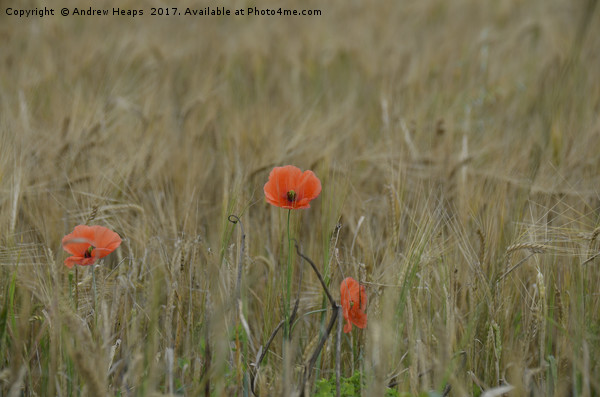 Poppy flower in barley field Picture Board by Andrew Heaps