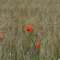 Buy canvas prints of Poppy flower in barley field by Andrew Heaps