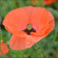 Buy canvas prints of Poppy flower close up by Andrew Heaps