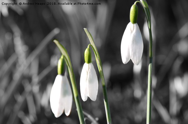 Snowdrop flowers Picture Board by Andrew Heaps