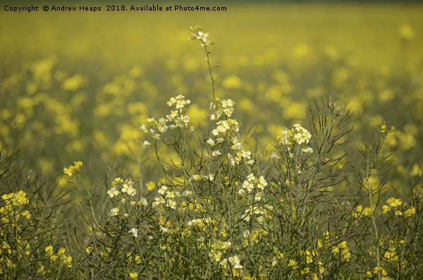 Rapeseed field Picture Board by Andrew Heaps