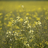 Buy canvas prints of Rapeseed field by Andrew Heaps