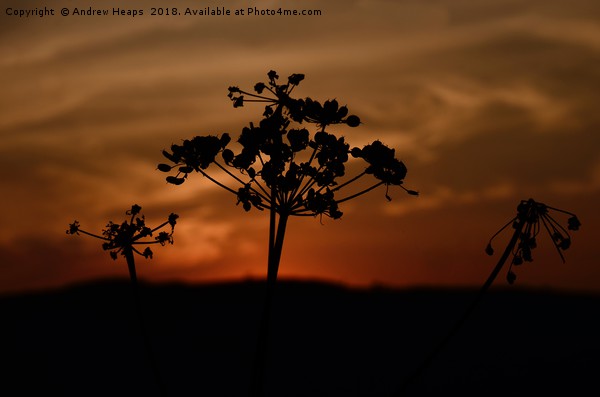 Black silhouette of cow parsley. Picture Board by Andrew Heaps