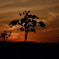 Buy canvas prints of Black silhouette of cow parsley. by Andrew Heaps