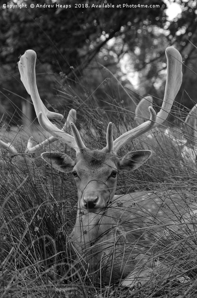 Majestic young stag in the shadows Picture Board by Andrew Heaps
