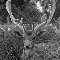 Buy canvas prints of Majestic young stag in the shadows by Andrew Heaps