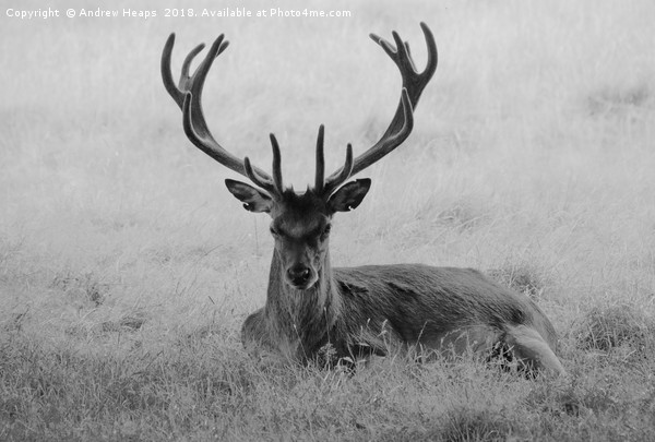 Lonely red stag in long grass Picture Board by Andrew Heaps