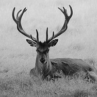 Buy canvas prints of Lonely red stag in long grass by Andrew Heaps
