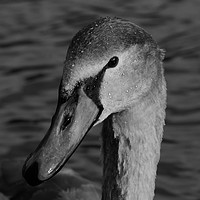 Buy canvas prints of Black & White swan  by Andrew Heaps