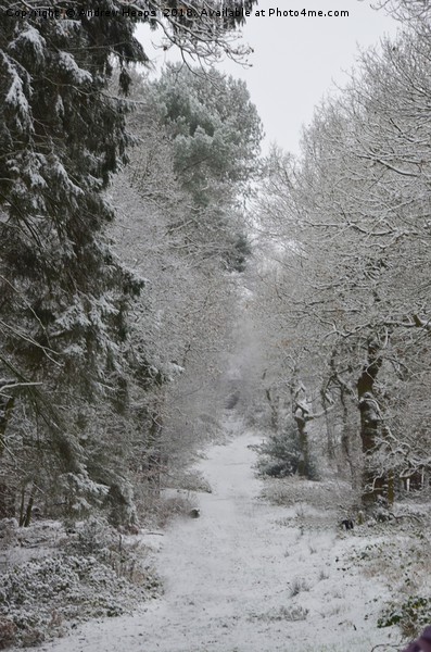 Wintery scene in local wood Enchanting Snowy Fores Picture Board by Andrew Heaps