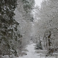 Buy canvas prints of Wintery scene in local wood Enchanting Snowy Fores by Andrew Heaps