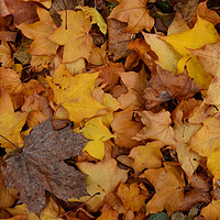 Buy canvas prints of Autumn leaves by Andrew Heaps