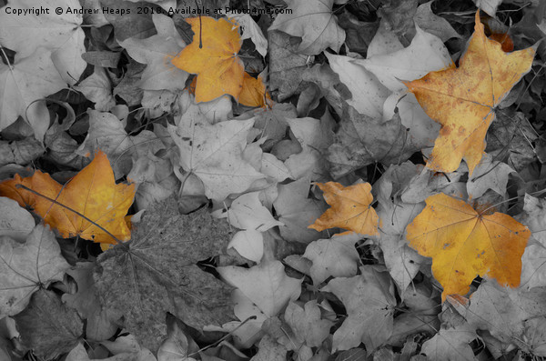 Crispy Autumn Symphony Picture Board by Andrew Heaps