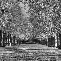 Buy canvas prints of Avenue  of trees HDR Majestic Monochrome Trees by Andrew Heaps