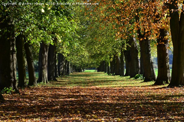 Colourful avenue of trees in autumn                Picture Board by Andrew Heaps