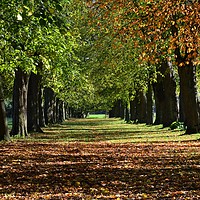 Buy canvas prints of Colourful avenue of trees in autumn                by Andrew Heaps