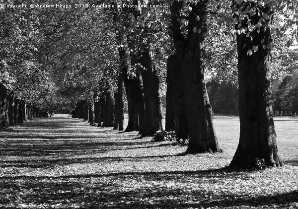 Black and white autumn trees Picture Board by Andrew Heaps
