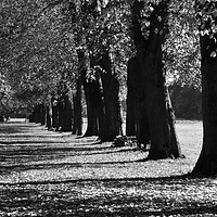 Buy canvas prints of Black and white autumn trees by Andrew Heaps