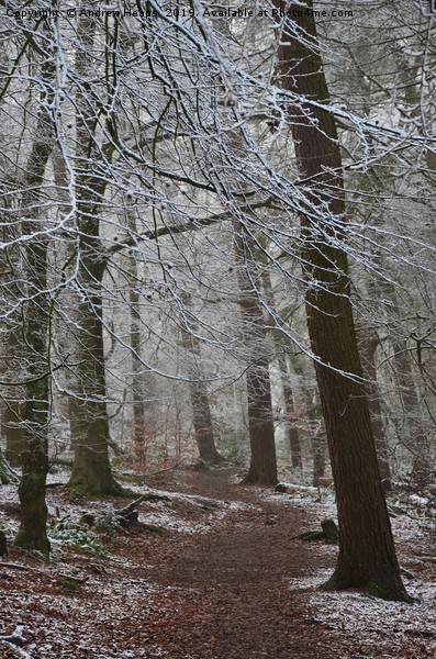 Winter woodland Picture Board by Andrew Heaps