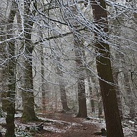 Buy canvas prints of Winter woodland by Andrew Heaps