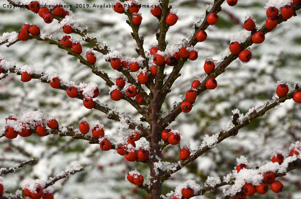 Red berry tree covered in snow. Picture Board by Andrew Heaps