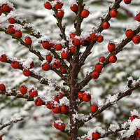 Buy canvas prints of Red berry tree covered in snow. by Andrew Heaps