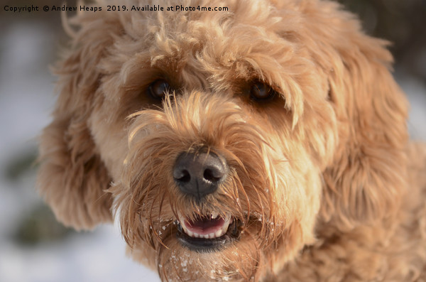 Golden Doodle Picture Board by Andrew Heaps
