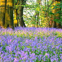 Buy canvas prints of Bluebells at sunset by Andrew Heaps