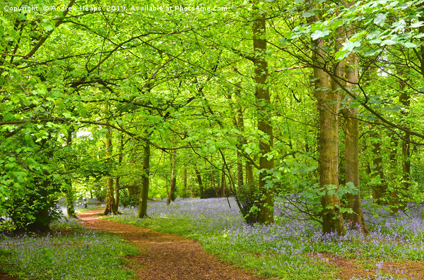 Enchanting Bluebell Wood Picture Board by Andrew Heaps