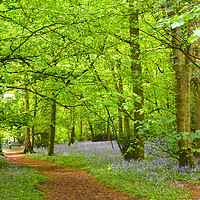 Buy canvas prints of Enchanting Bluebell Wood by Andrew Heaps
