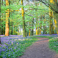 Buy canvas prints of Bluebells inventing sunset                         by Andrew Heaps