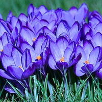 Buy canvas prints of Bunch of crocus flowers by Andrew Heaps