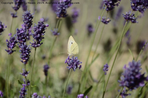 Cabbage butterfly in lavender  Picture Board by Andrew Heaps