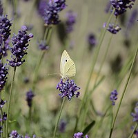 Buy canvas prints of Cabbage butterfly in lavender  by Andrew Heaps