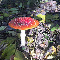 Buy canvas prints of Woodland Fungi Red flat cap by Andrew Heaps