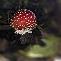 Buy canvas prints of Red ball shaped fungi by Andrew Heaps