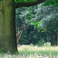Buy canvas prints of Curious red stag deer by Andrew Heaps