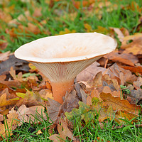 Buy canvas prints of Fungi Tawny funnel (Lepista flaccida) by Andrew Heaps